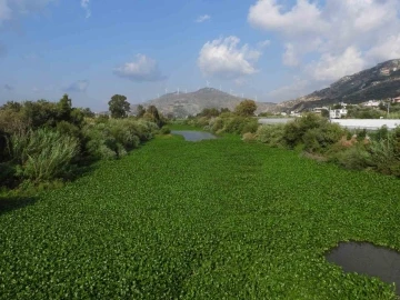 Asi Nehri’ni su sümbülleri kapladı
