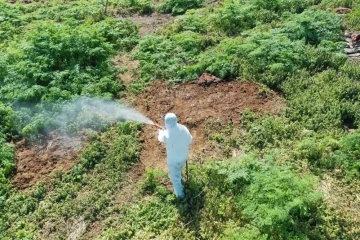 Aşırı sıcaklarda çıkan haşerelere karşı uzmanı uyardı
