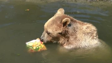 Aşırı sıcaklarda hayvanlar, buzlu meyve kokteyli ve yağmurlama sistemiyle serinletildi