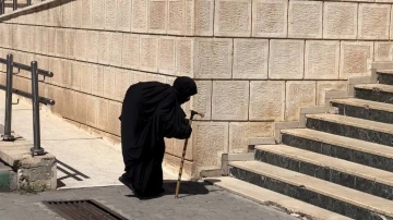 Asırlık çınar sandığa yürüyerek gitti
