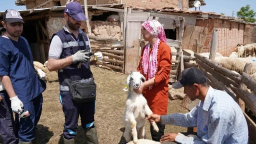 Aşısı olmayan riskli hayvana sahip çiftçilere uyarı: &quot;Destek alamayacaklar&quot;
