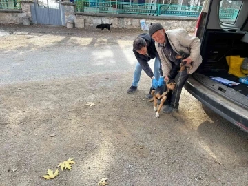 Aslanapa’da kedi ve köpeklere kuduz aşısı
