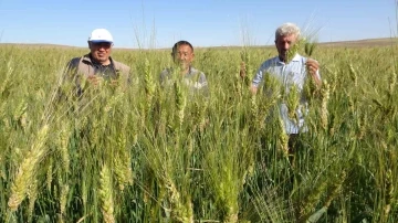 Ata tohumu ile ekim yaptı, boyu insan boyunu geçti dekardan bir tonu geçkin verim bekliyor
