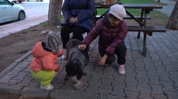 Atakum’da sokak hayvanları için yoğun mesai: 3 bin 572 yaralı sokak hayvanına müdahale edildi
