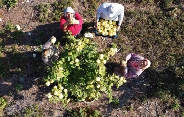 Atıl arazi genç çiftçi ile tarıma kazandırıldı, her bir ağacı 25-30 kilo meyve veriyor
