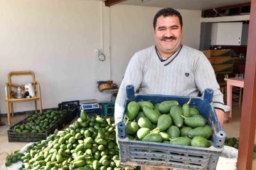 Avokado üreticileri hasat yaptı
