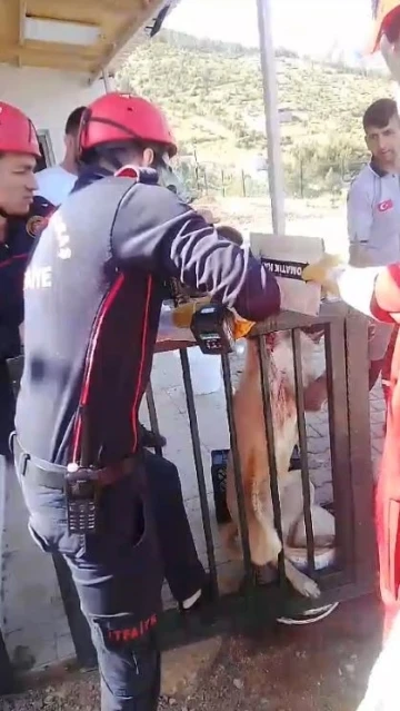 Ayağı korkuluk demirine saplanan köpeği itfaiye kurtardı
