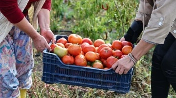 Ayaş domatesinin AB nezdinde tescilinde son aşamaya gelindi