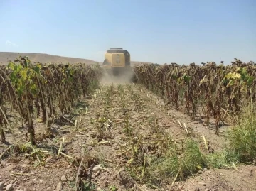 Ayçiçeğinde dekar başına 250 kilogram hasat yapıldı
