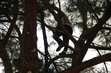 Aydın’da çam fıstığı mesaisi başladı
