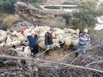 Aydın’da hayvan sağlığı saha çalışmaları devam ediyor
