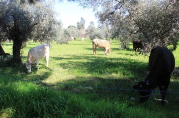 Aydın’da küresel ısınma ineklere yaradı
