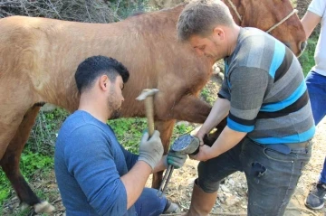 Aydın’da nisan yağışlarıyla sarp arazilerin tavı geldi, çifte koşulan atlar bakıma alındı
