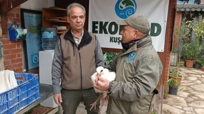 Aydın’da soğuktan etkilenen ‘Garip’ adlı leylek tedavi altına alındı
