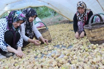 Aydın’ın altın meyvesi incirin bahçeden sofraya yolculuğu
