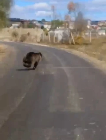 Ayı, gündüz vakti yolda aracın önüne çıktı
