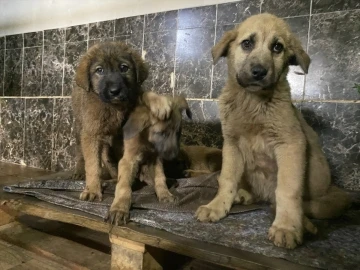 Aziziye Belediyesi; “Sevimli dostlarımızla dost bir kurumuz”
