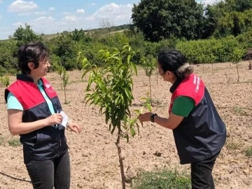 Babaeski’de şeftali bahçelerine kontrol
