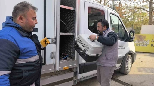 Bursa'da bacağı kırılan kedi Devlet Hastanesi acile geldi, belediye sahip çıkıp tedaviye aldı