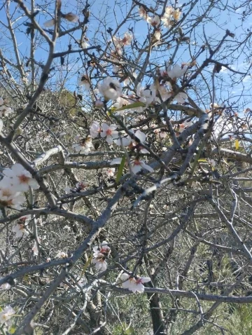 Badem ağaçları yalancı bahara aldandı
