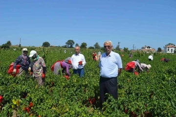 Bafra Ovası’nda kapya biber hasadı başladı
