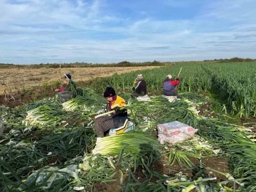 Bafra Ovası’nda pırasa hasadı
