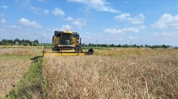 Bafra Ovası'nda 250 bin dekarda ekilen hububatta hasat dönemi başladı