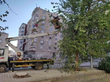 Bağlar’da görüntü kirliliği ve bakım ihtiyacı olan ağaçlar budandı
