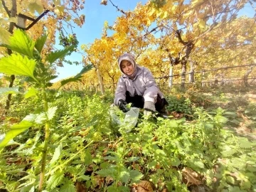 Bağlar sarardı ısırgan otları yeşillendi
