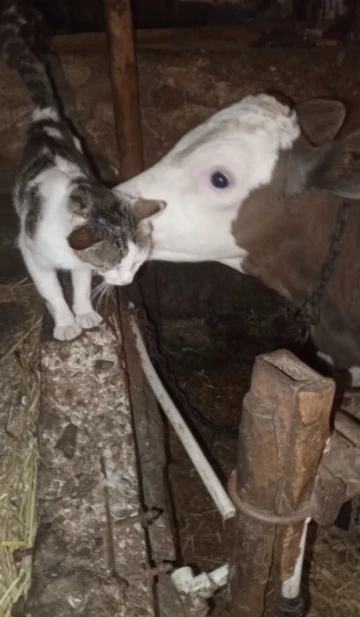 Bağlı olan arkadaşı buzağıyı sürekli ziyaret eden kedinin halleri gülümsetti
