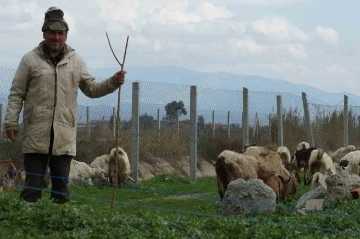 Bahar yağmurları çobanların yüzünü güldürdü
