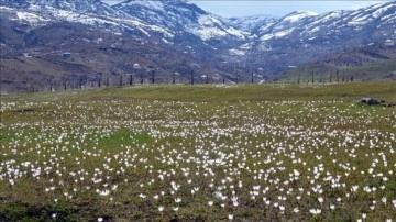 "Baharın müjdecisi" kardelenler Muş Ovası'nı süsledi