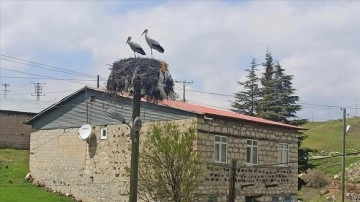 Baharın müjdecisi leylekler Tunceli'ye gelmeye başladı