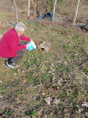 Bahçede bitkin halde bulunan karaca doğaya salındı
