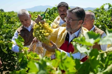 Bakan Yumaklı Manisa’da üzüm hasat etti
