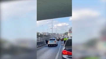 Bakırköy'de kara yoluna giren başıboş atlar, trafiğin aksamasına neden oldu