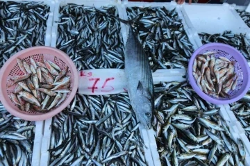 Balıkçı tezgâhları hamsi ile bereketlendi, palamut kayıplarda
