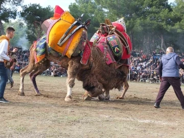 Balıkesir’de 250 deve kıyasıya yarıştı
