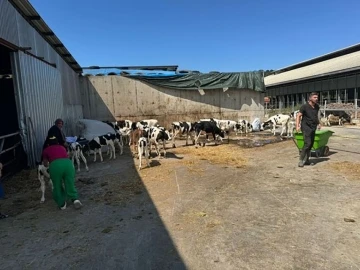 Balıkesir’de büyükbaş hayvan çiftliğinde yangın
