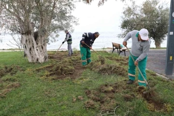 Balıkesir’de domuzlar sahili talan etti
