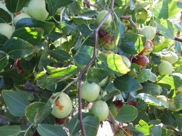 Balıkesir’de emekli vatandaş kendini yeşile adadı, örnek üretici oldu
