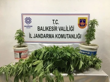 Bandırma’da kenevir operasyonu: 3 kişi yakalandı
