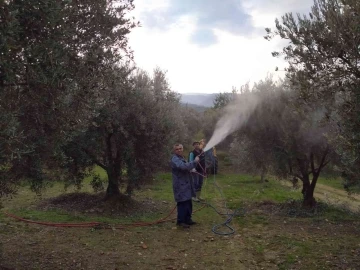 Baraj gölü deniz etkisi yaptı zeytinde bereket arttı
