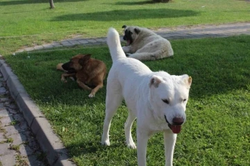 Başıboş köpek sorunu mahalle halkını isyan ettirdi
