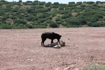 Başıboş köpekler 7 koyunu telef edip onlarcasını yaraladı
