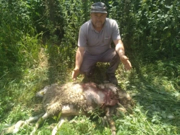 Başıboş köpekler 9 küçükbaş hayvanı parçaladı
