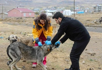 Başkan Allahverdi: “5 bin sokak köpeğine kuduz aşısı yaptık”
