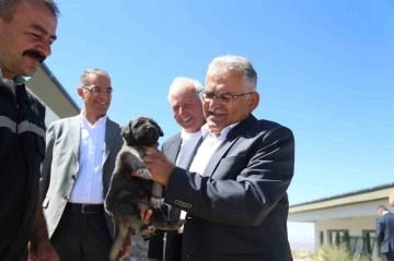 Başkan Büyükkılıç, dilsiz dostlara her daim sahip çıkıyor
