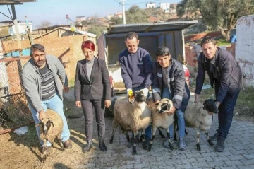 Koyunları telef olan üreticiye destek oldu