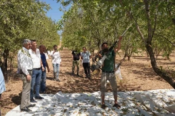 Başkan Hallaç, badem hasadına katıldı
